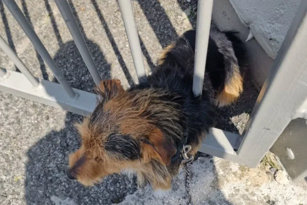 Dublin Fire Brigade rescue dog who became lodged in gate