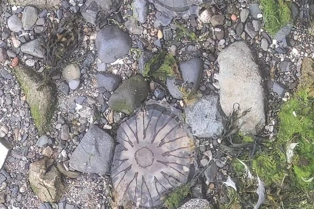 Urgent compass jellyfish warning issued for popular Dublin beach