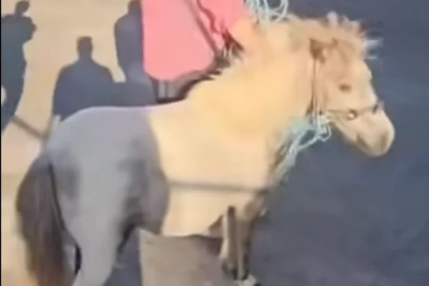 Pony missing from My Lovely Horse sanctuary for four weeks found