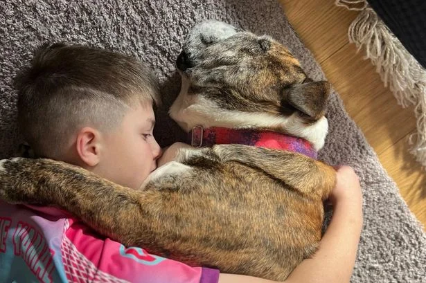 Beloved Dublin dog needs spinal surgery to live a pain free life