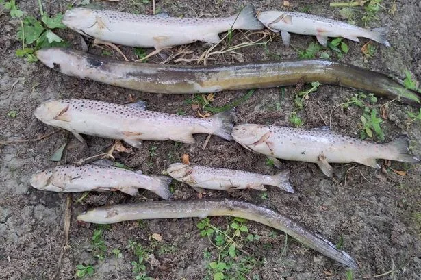 Hundreds of dead fish discovered in Dublin's Tolka River