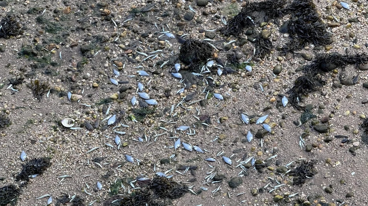 Cold Spring Harbor beach site of fish kill, state DEC says