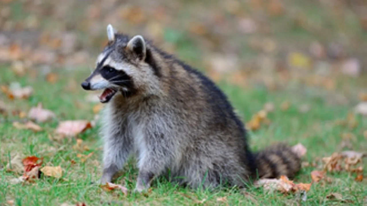 Islip raccoon tests positive for rabies, 37th positive case in last 18 months