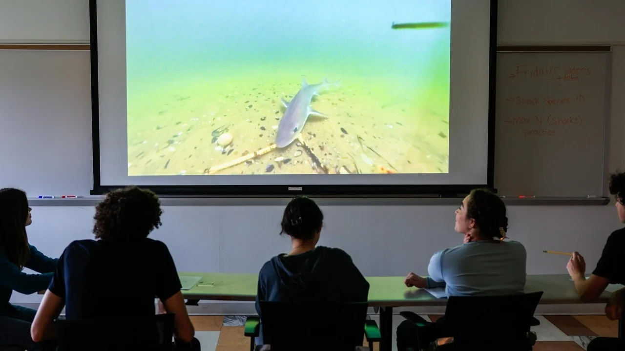 Stony Brook University course aims to dispel misconceptions about sharks