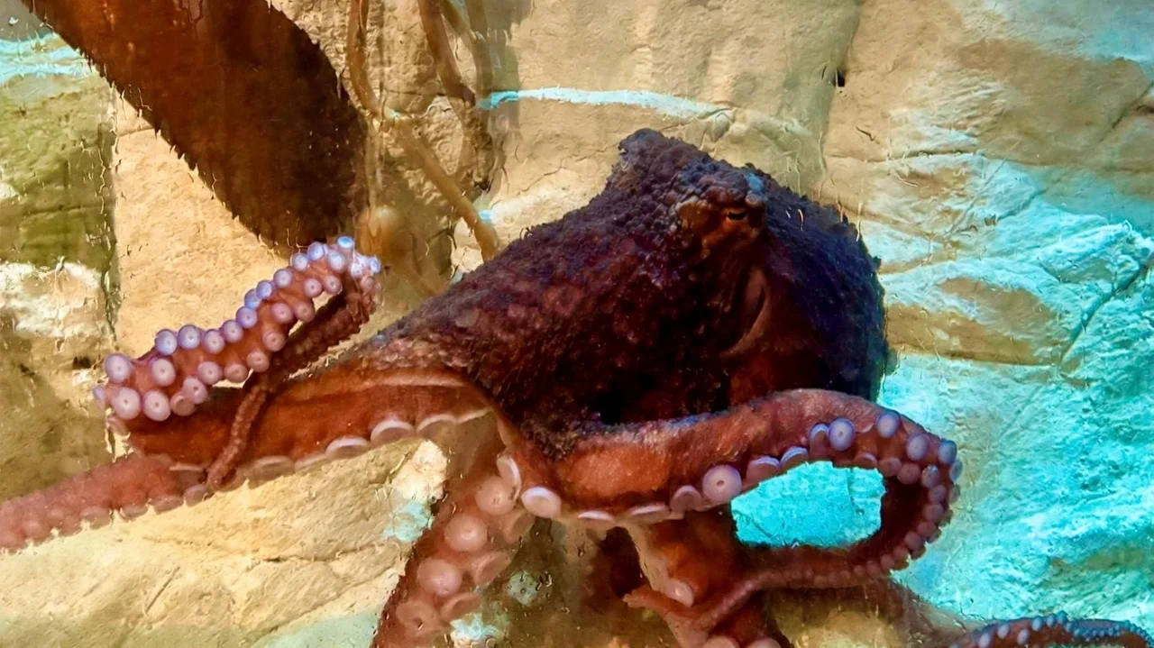 Long Island Aquarium to the public: Name that octopus